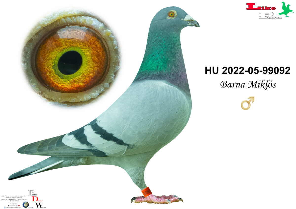 HU-2022-05-99092 Hím Barna Miklós