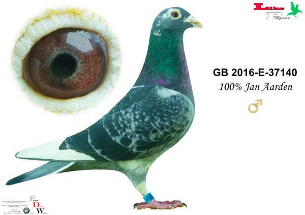 GB-2016-E-37140 Hím 100% Jan Aarden