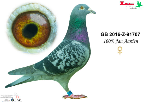 GB-2016-Z-91707 Tojó 100% Jan Aarden