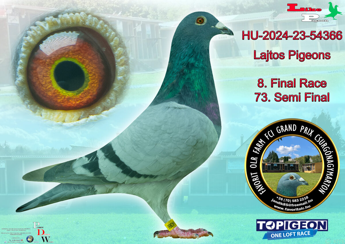 HU-2024-23-54366 Lajtos Pigeons