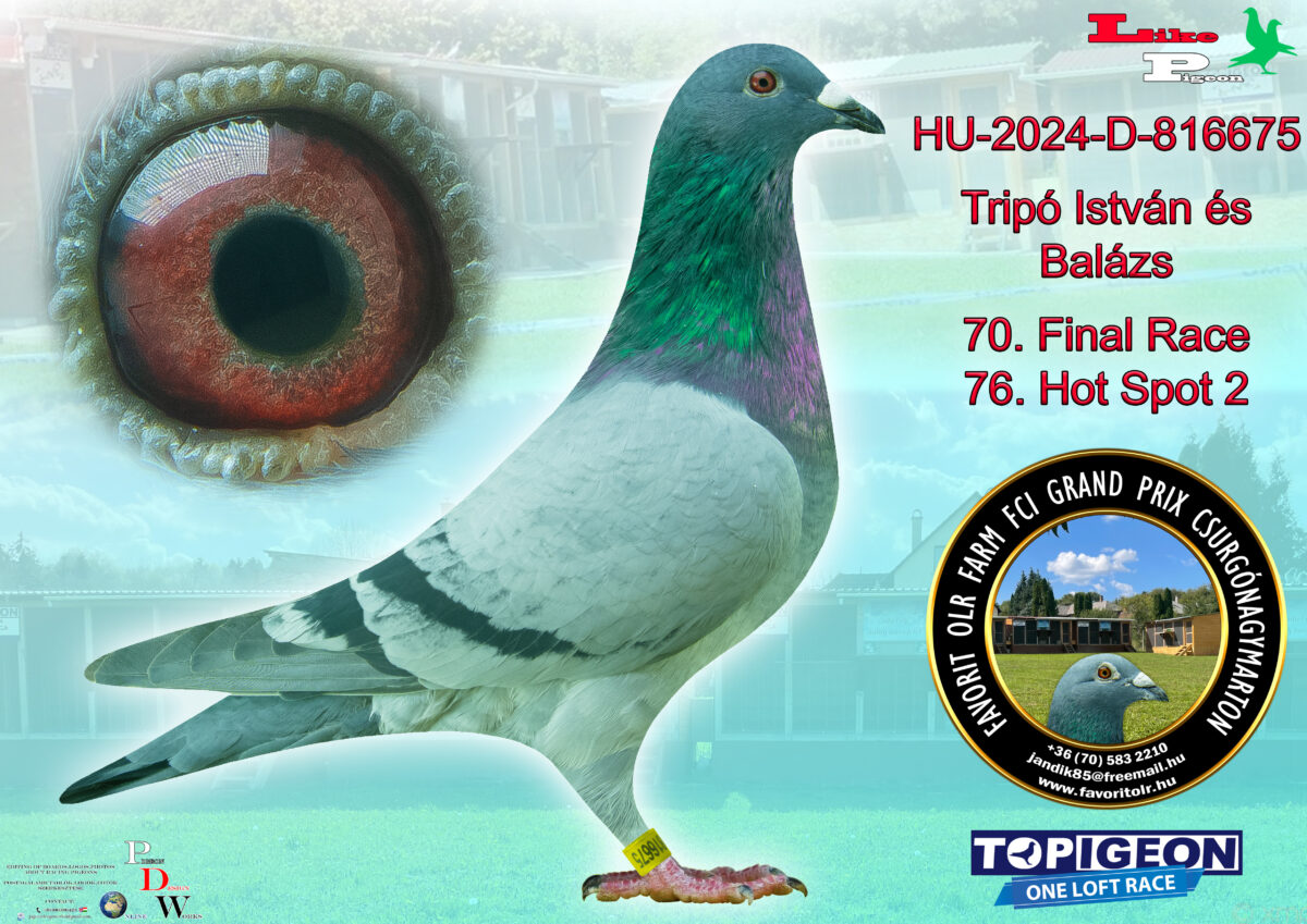 HU-2024-D-816675 Tripó István és Balázs