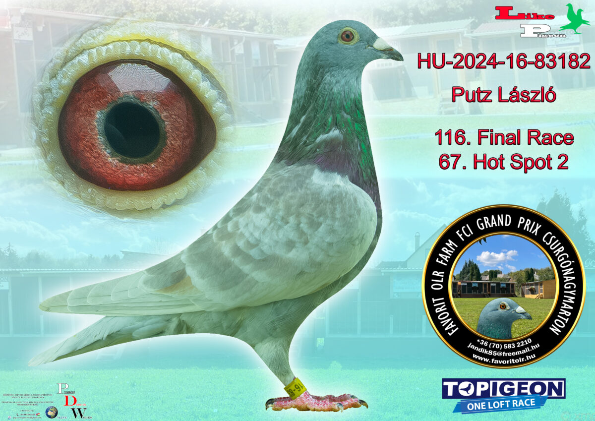 HU-2024-16-83182 Putz László
