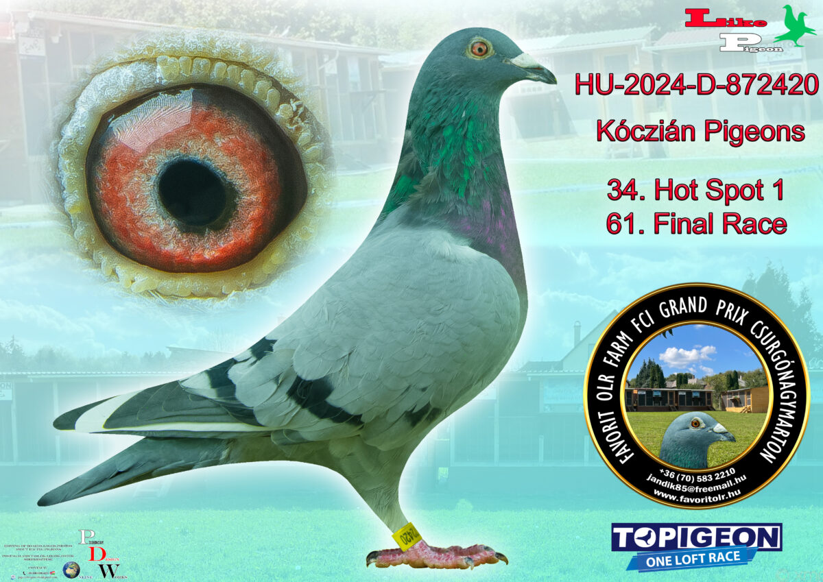 HU-2024-D-872420 Kóczián Pigeons