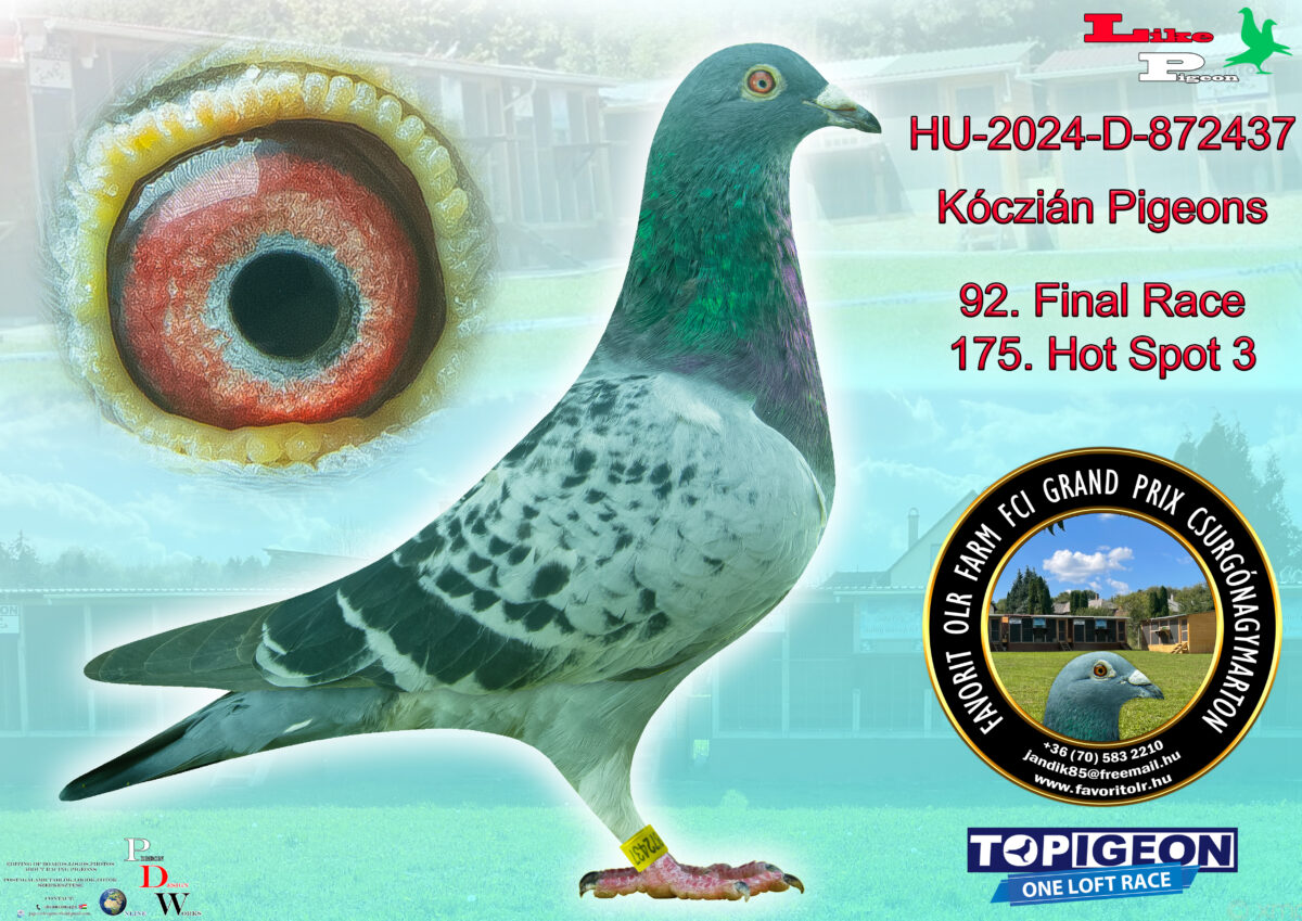 HU-2024-D-872437 Kóczián Pigeons