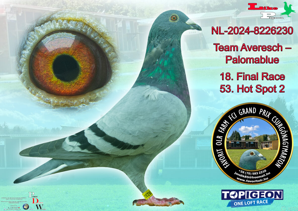 NL-2024-8226230 Team Averesch - Palomablue