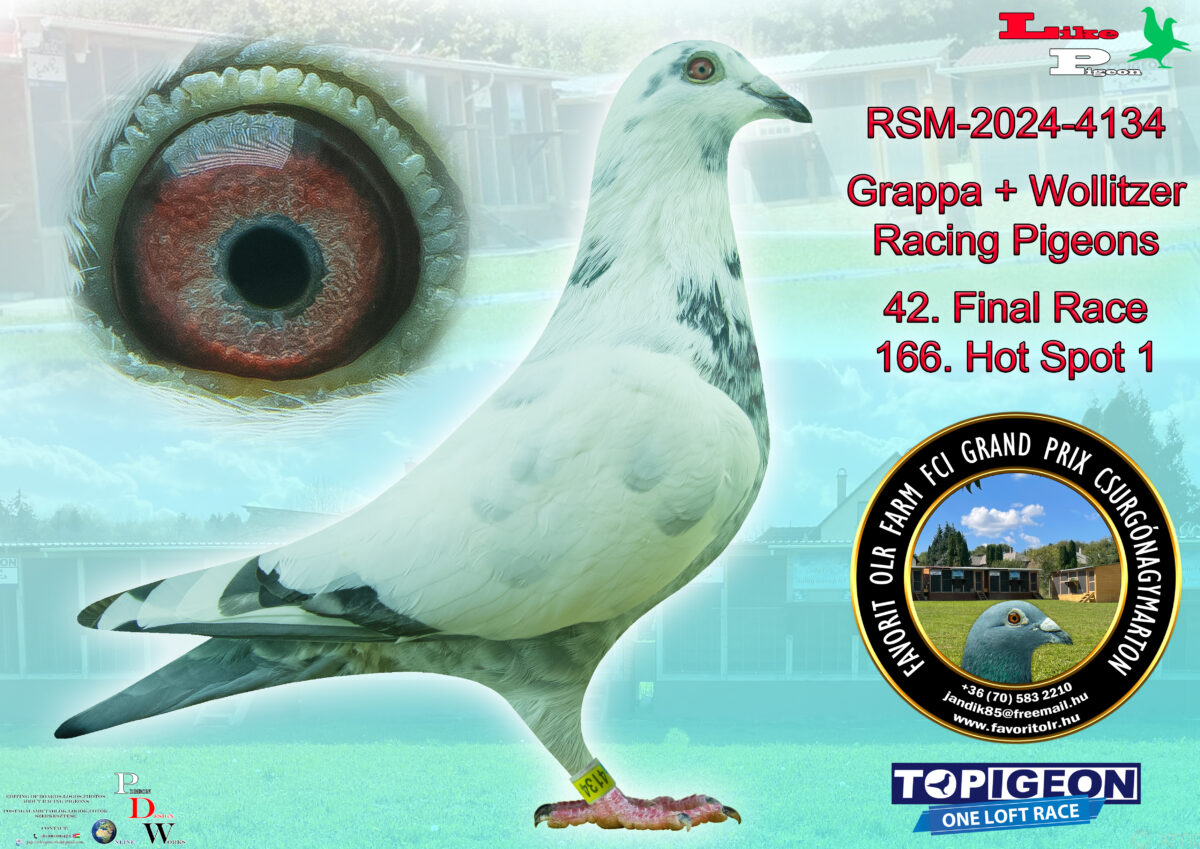 RSM-2024-4134  Grappa + Wollitzer Racing Pigeons