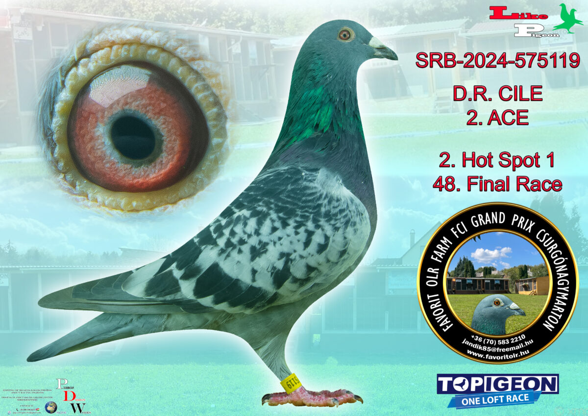 SRB-2024-575119 D.R. CILE 2. ACE