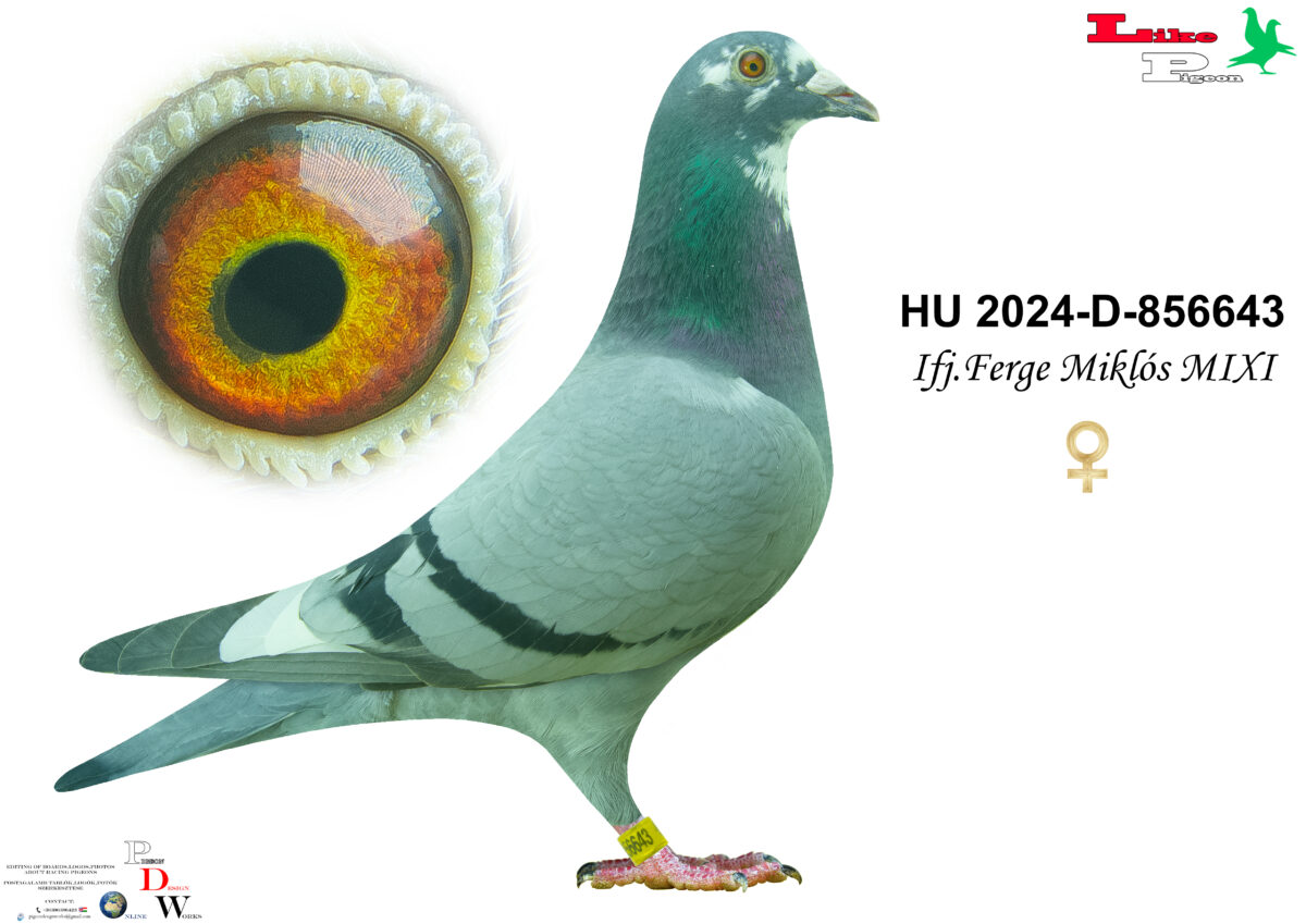 HU-2024-D-856643 T ifj. Ferge Miklós MIXI