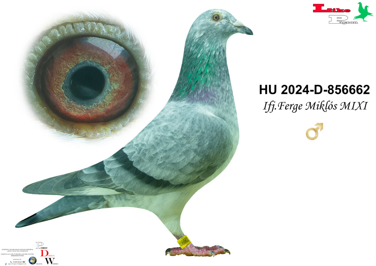 HU-2024-D-856662 H ifj. Ferge Miklós MIXI