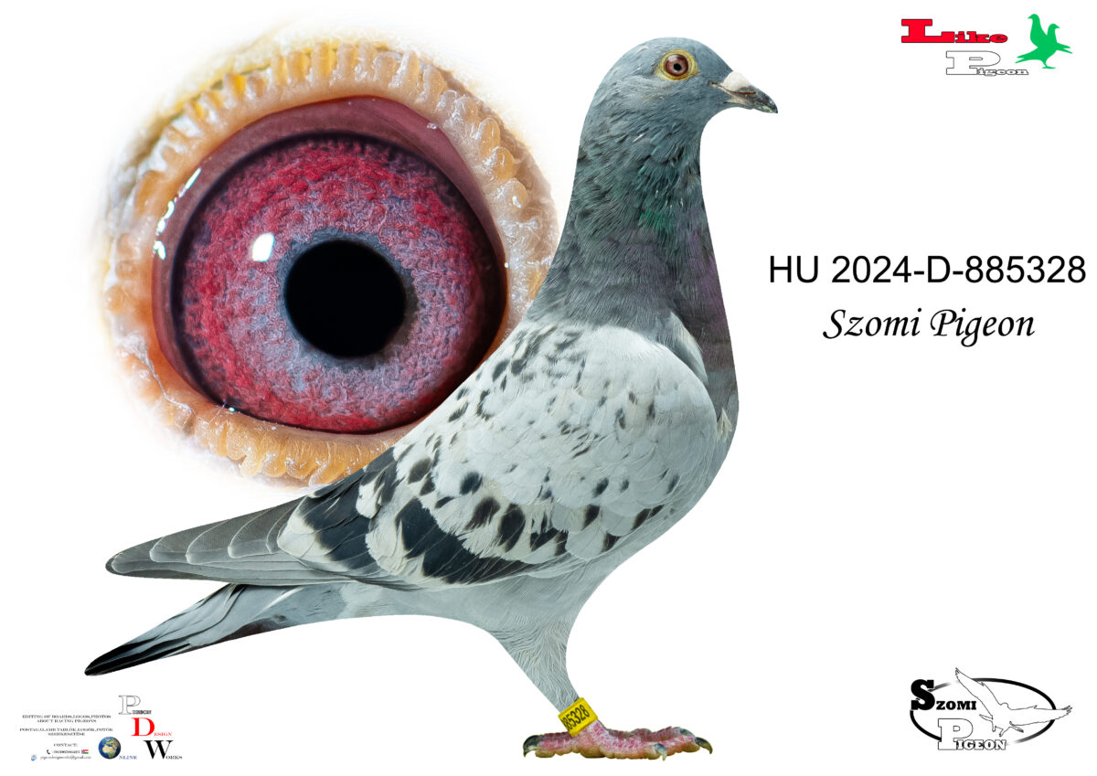 HU-2024-D-885328 Szomi Pigeon