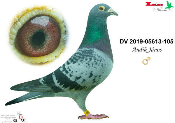 DV-2019-05613-105 H Andik János