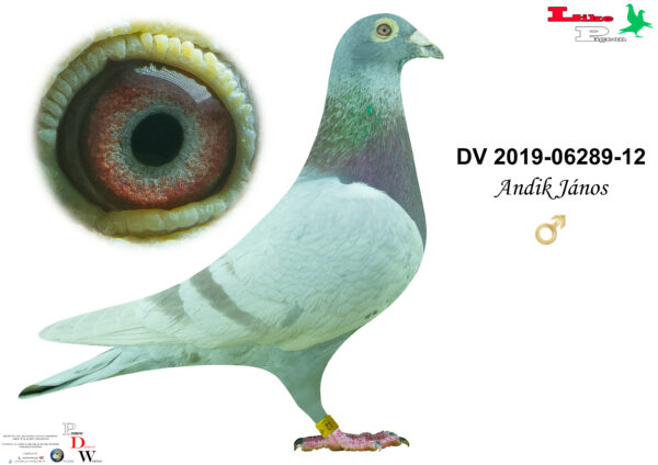 DV-2019-06289-12  H  Andik János