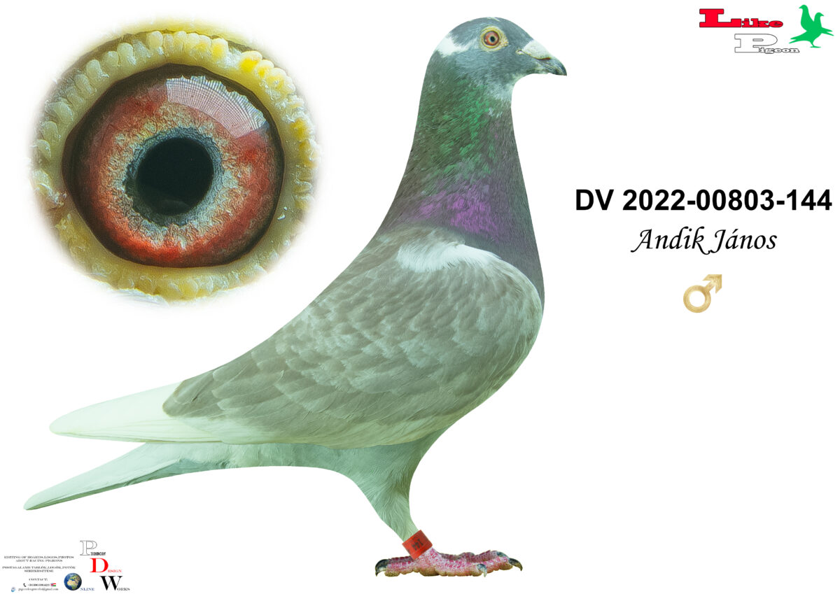 DV-2022-00803-144 H  Andik János