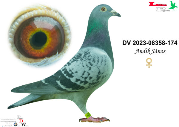 DV-2023-08358-174 T Andik János