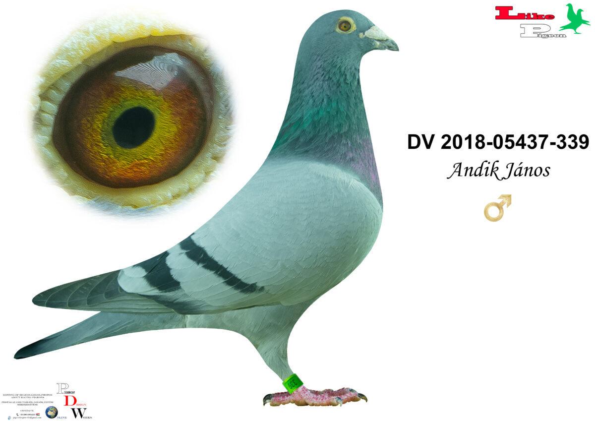 DV-2018-05437-339 H Andik János