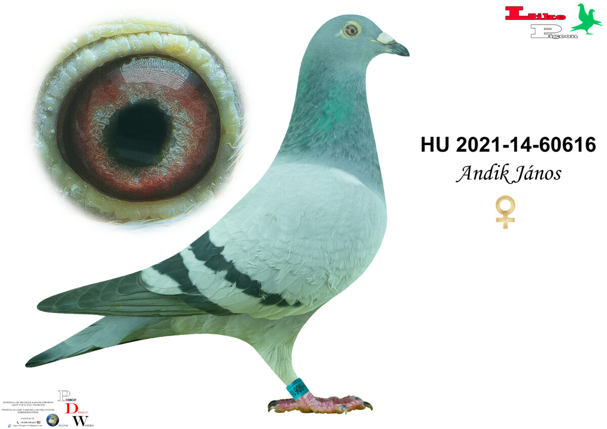 HU-2021-14-60616 T Andik János