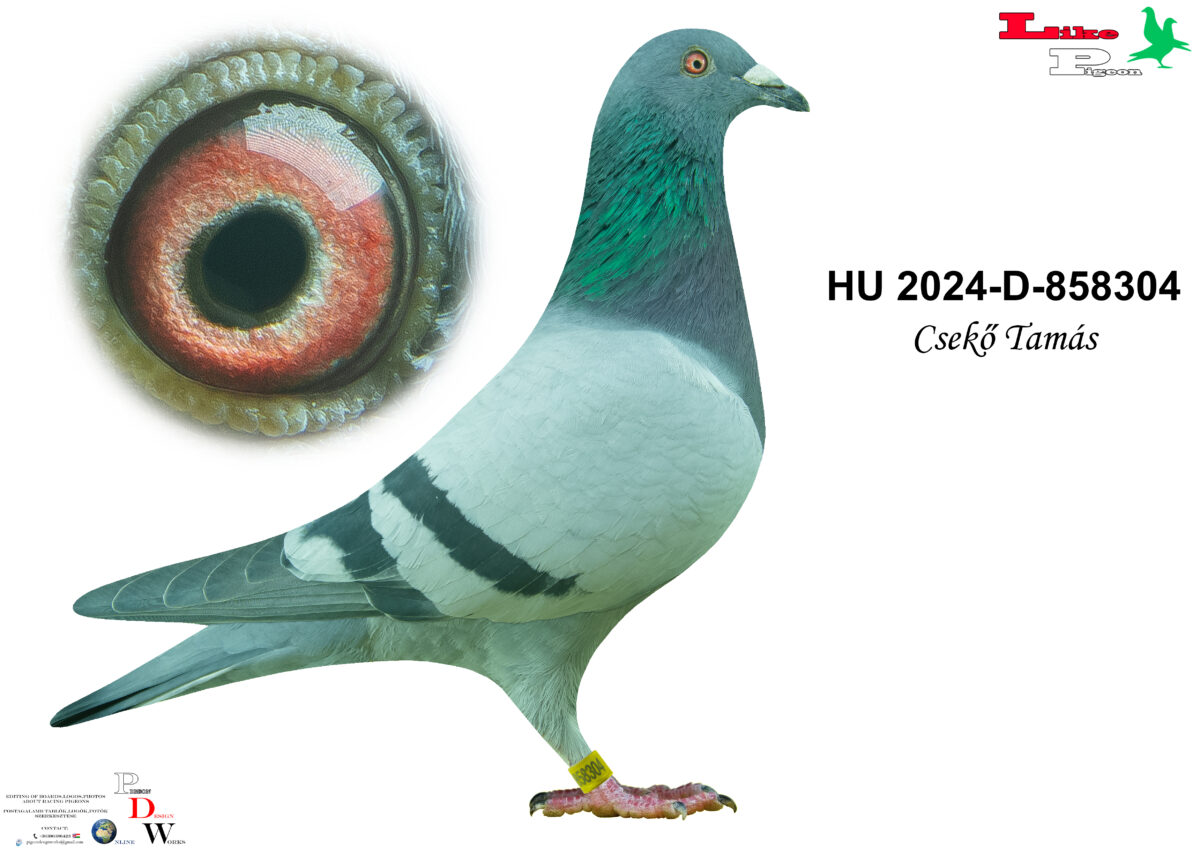HU-2024-D-858304 Csekő - Dúc