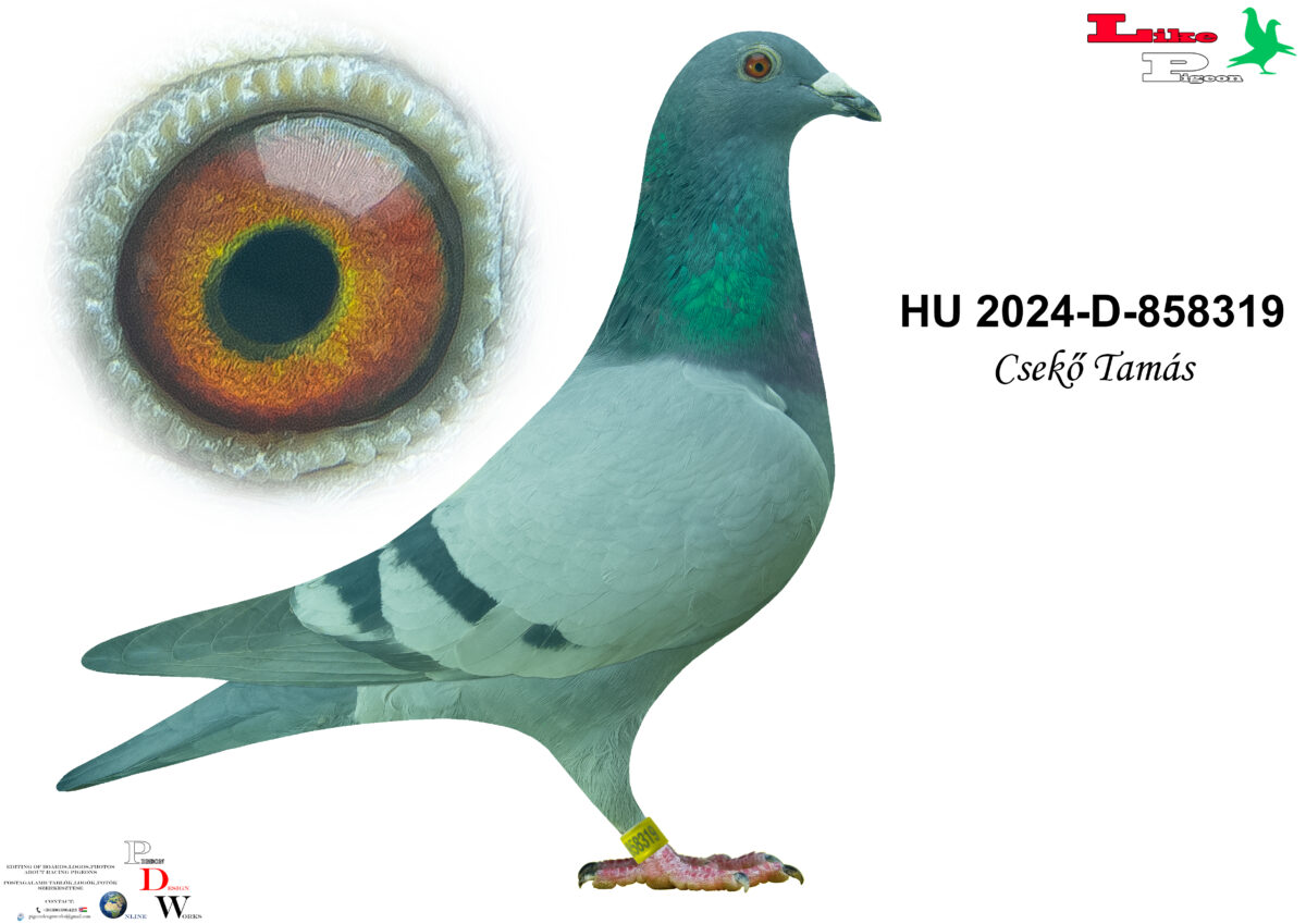 HU-2024-D-858319 Csekő - Dúc