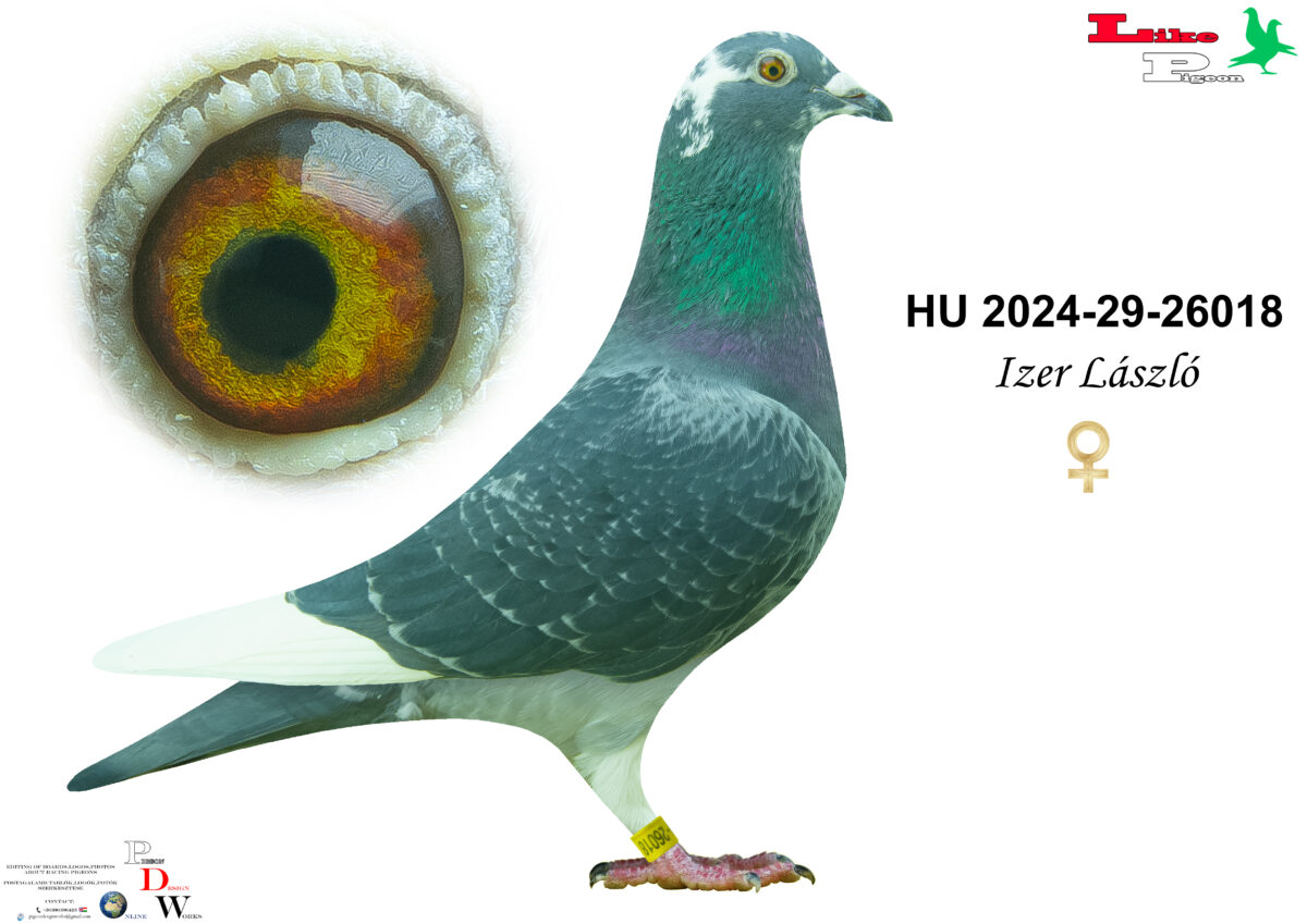 HU-2024-29-26018 T  Izer László