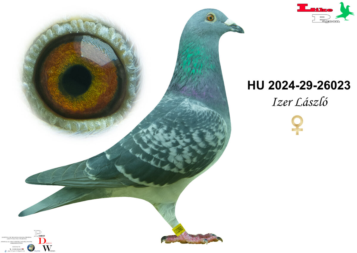 HU-2024-29-26023 T  Izer László