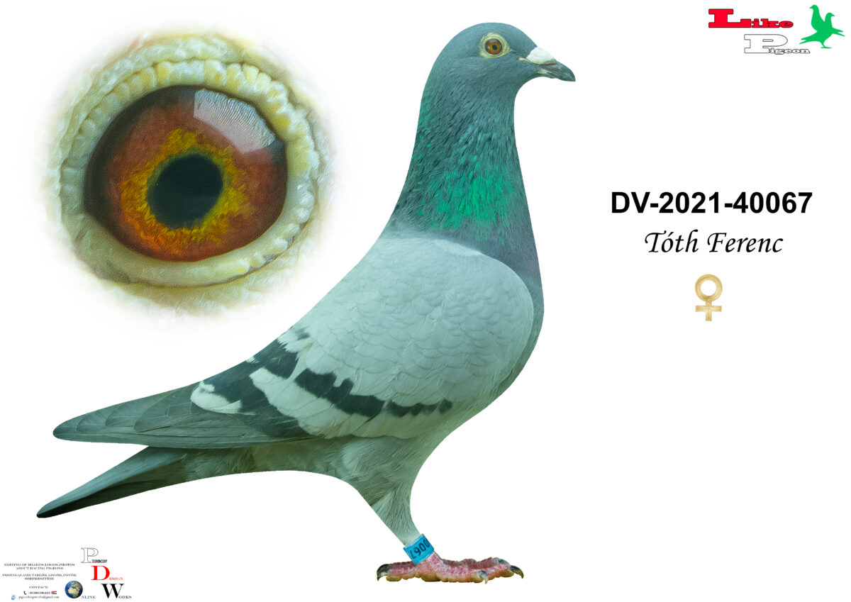DV-2021-40067 T  Tóth Ferenc