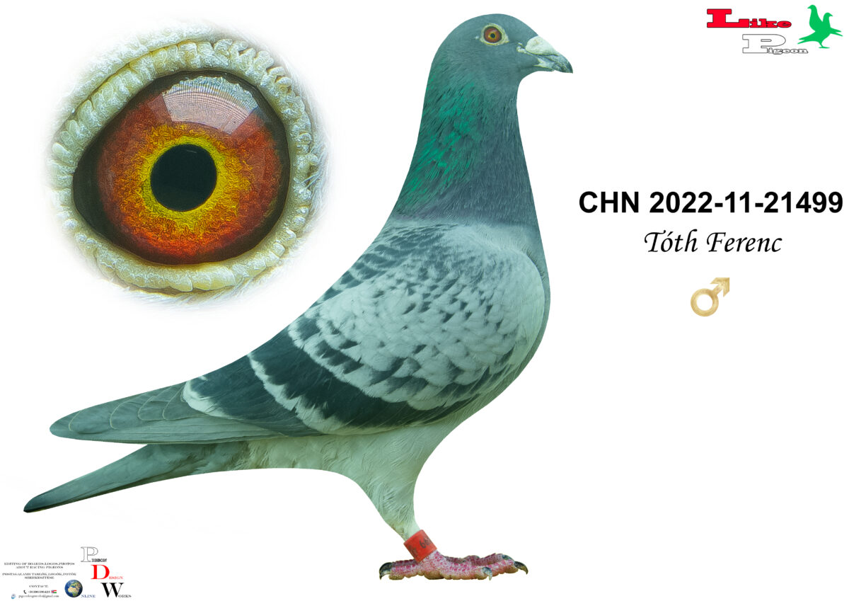 CHN-2022-11-21499 H  Tóth Ferenc
