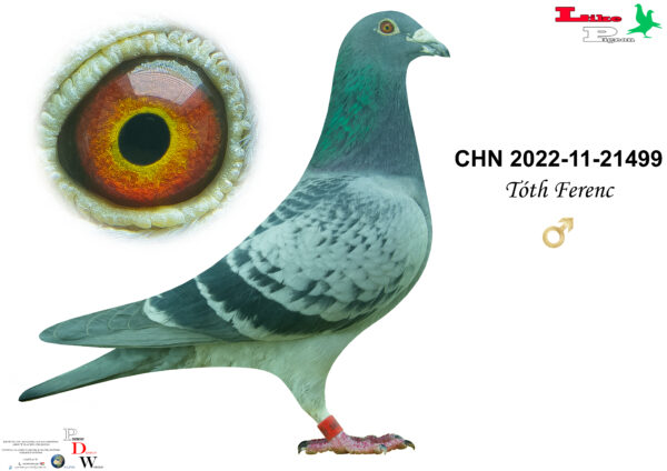 CHN-2022-11-21499 H  Tóth Ferenc