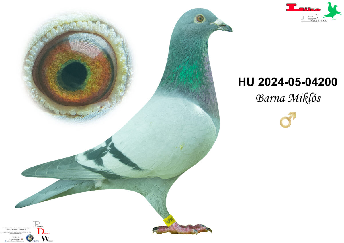 HU-2024-05-04200 H Barna Miklós