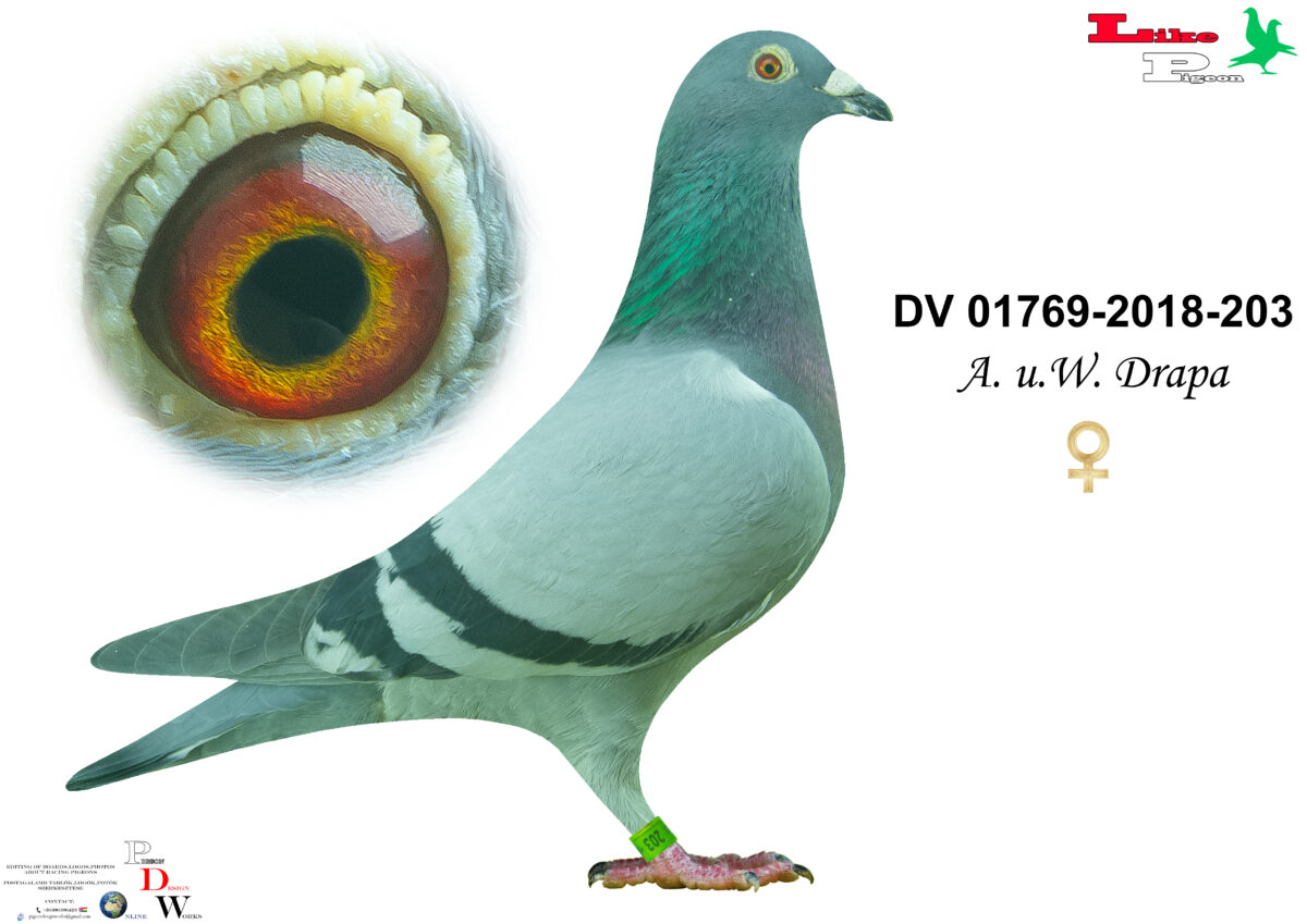 DV-01769-2018-203 T Balázs Attila