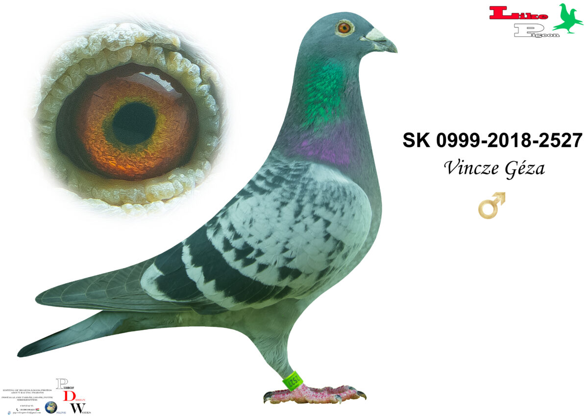 SK-0999-2018-2527 H Balázs Attila