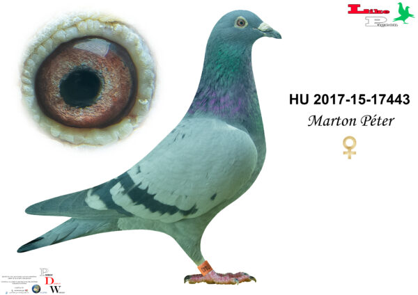 HU-2017-15-17443 T Marton Péter