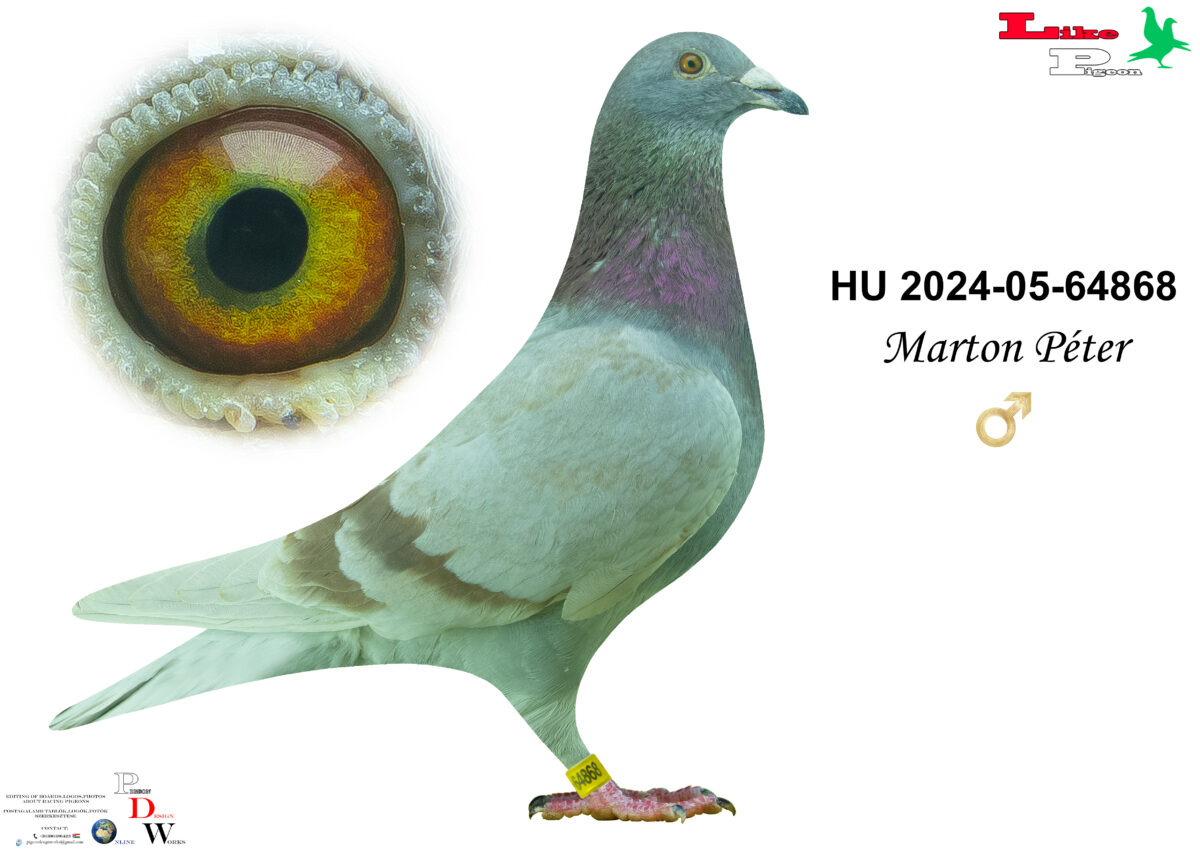 HU-2024-05-64868 H Marton Péter
