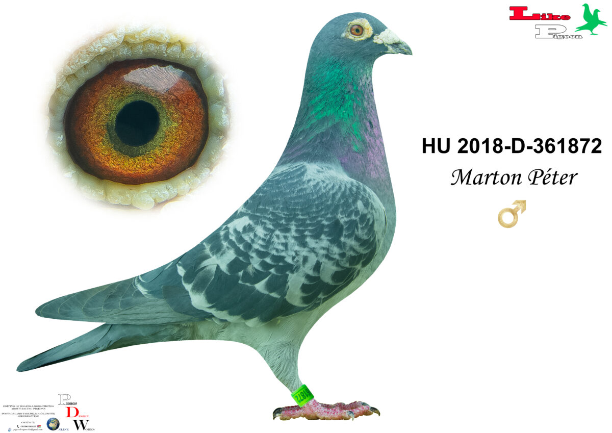 HU-2018-D-361872 H Marton Péter