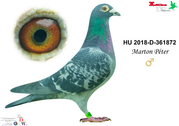 HU-2018-D-361872 H Marton Péter