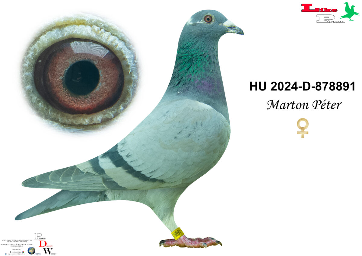 HU-2024-D-878891 T  Marton Péter